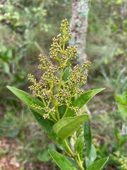 Miconia albicans