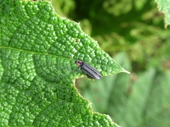 Pyractonema