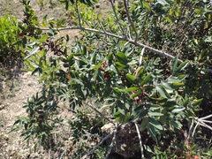 Karwinskia humboldtiana