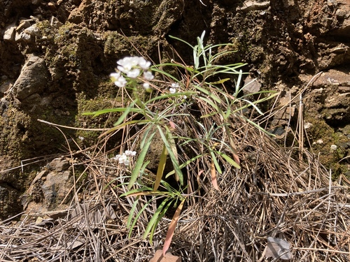 Lobularia canariensis subsp. palmensis image