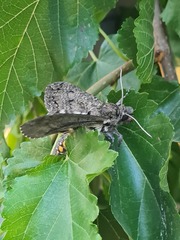 Manduca paphus