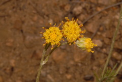Hymenopappus filifolius cinereus