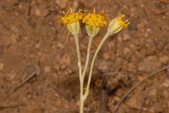 Hymenopappus filifolius cinereus