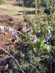 Salvia connivens