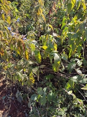 Salvia connivens