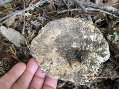 Lactarius argillaceifolius