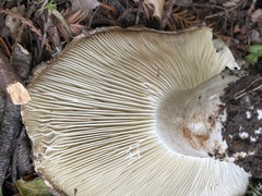 Lactarius argillaceifolius