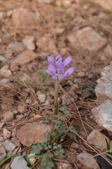 Colchicum cupanii