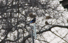 Halcyon leucocephala