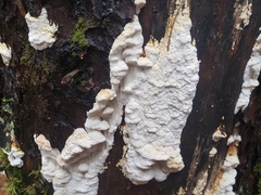 Pycnoporellus alboluteus