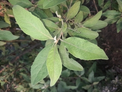 Pluchea carolinensis