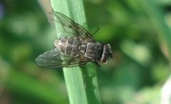 Helina evecta