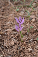 Colchicum cupanii