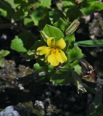 Erythranthe glabrata