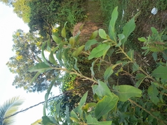 Pluchea carolinensis