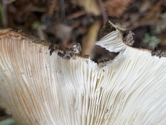 Lactarius argillaceifolius