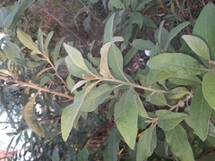 Pluchea carolinensis