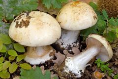 Cortinarius caroviolaceus
