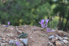 Colchicum cupanii