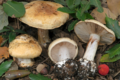 Cortinarius caroviolaceus