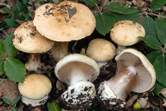 Cortinarius caroviolaceus