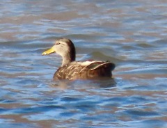 Anas rubripes × platyrhynchos