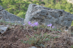 Colchicum cupanii