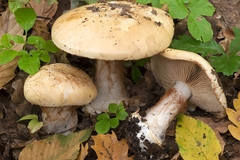 Cortinarius caroviolaceus