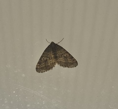 Operophtera occidentalis