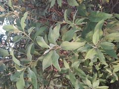 Pluchea carolinensis