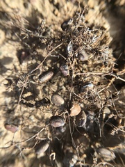 Marsilea