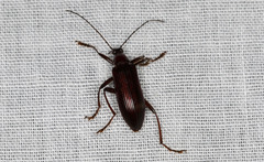 Tanychilus