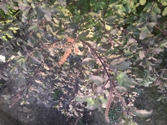 Ocimum