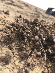 Marsilea
