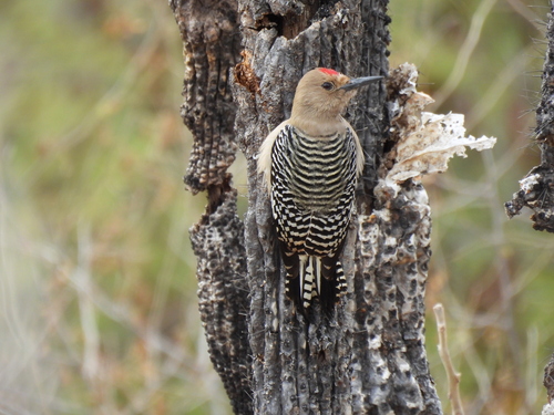 Gila Woodpecker