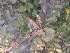Ocimum