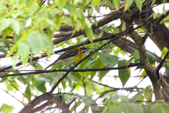 Spindalis portoricensis
