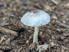 Lepiota atrodisca