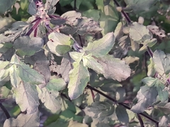 Ocimum
