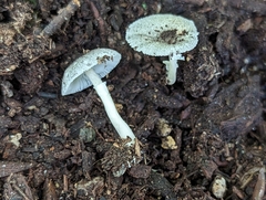 Lepiota atrodisca