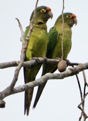 Eupsittula canicularis