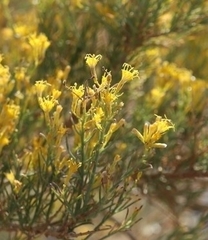 Ericameria paniculata