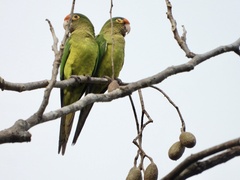 Eupsittula canicularis