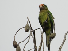 Eupsittula canicularis