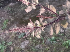 Ocimum