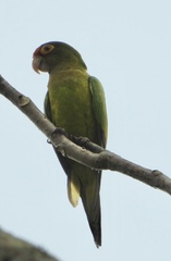 Eupsittula canicularis