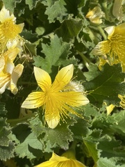 Eucnide bartonioides