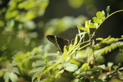 Papilio nireus