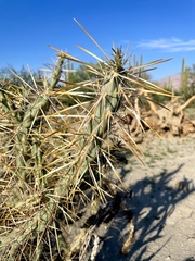 Cylindropuntia molesta molesta