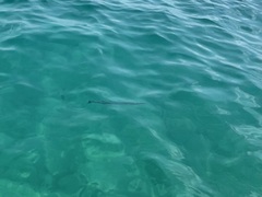 Tylosurus crocodilus